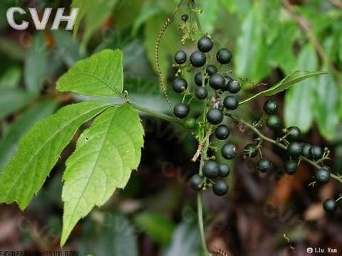 絞股藍(lán)原植物