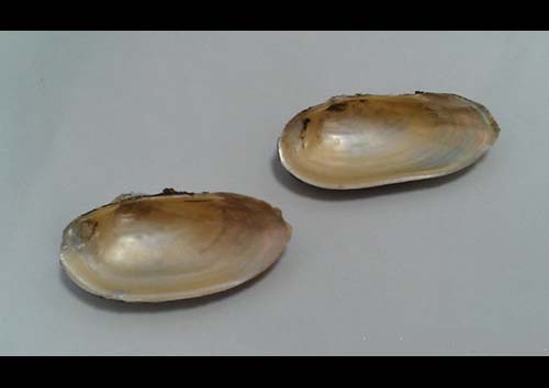 蟶殼原形態(tài)